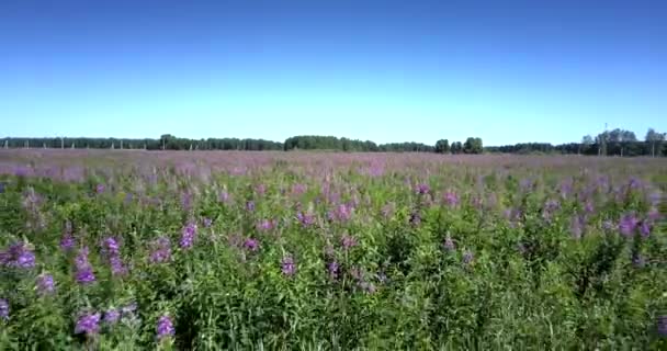 Schönes weites Feld mit wachsenden violett blühenden Blumen — Stockvideo