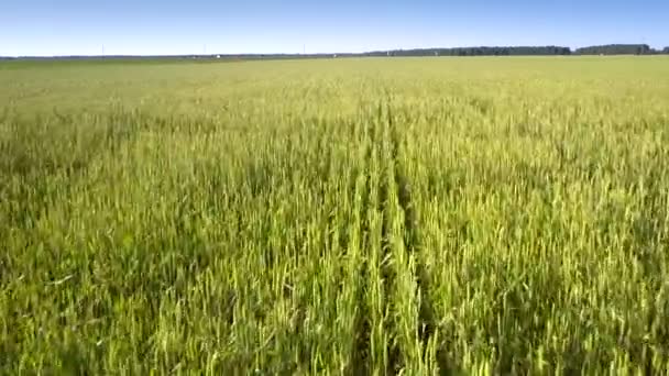 Campo de trigo dorado sin límites contra el bosque verde en el horizonte — Vídeos de Stock