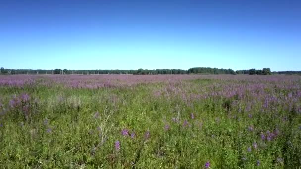 Κίνηση πάνω από το πράσινο πεδίο γεμάτο βιολετί ανθισμένα λουλούδια — Αρχείο Βίντεο