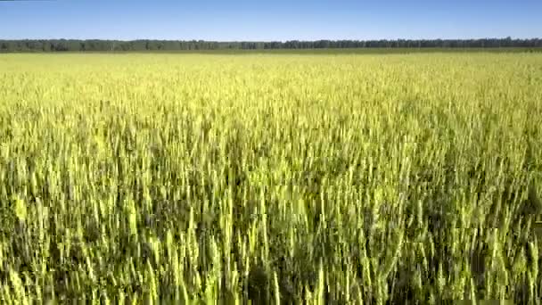Gylden kommerciel hvede vokser på grænseløs gul felt – Stock-video