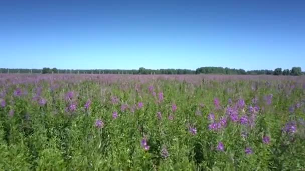 Movimento acima flores florescendo violeta crescendo no campo verde — Vídeo de Stock