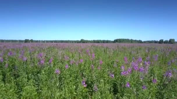 mouvement au-dessus des fleurs à fleurs violettes poussant sur un champ vert 