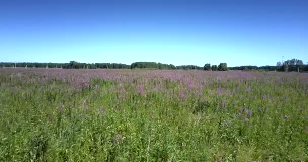 Fliegenkamera filmt schönes Feld mit wachsenden blühenden Blumen — Stockvideo