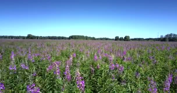 Flycam cruza amplo campo violeta cheio de belas flores — Vídeo de Stock