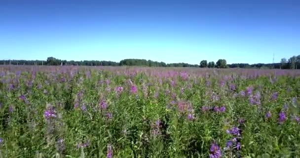 Movimento rápido acima do campo florescente violeta sob céu azul claro — Vídeo de Stock