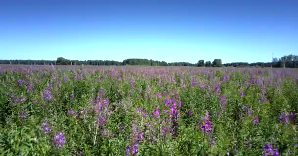 Flycam se déplace à travers des fleurs à fleurs violettes sous le ciel bleu — Video