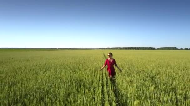 Güneş gözlüklü güzel kadın buğdayların arasında yürüyor ve koşuyor. — Stok video