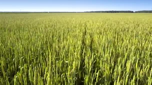 Flycam películas lentamente hermoso amplio campo comercial amarillo — Vídeo de stock