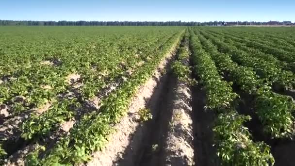 Kartoffel vokser i præcise rækker løber langs grænseløse felt – Stock-video