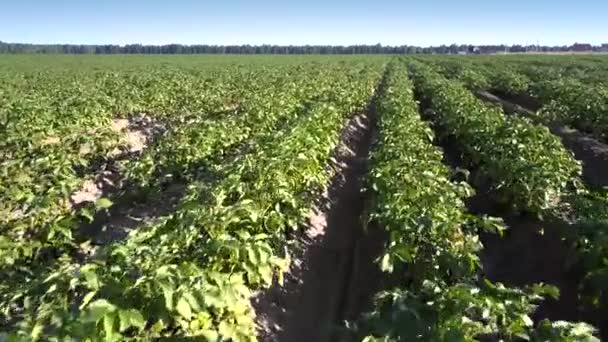 Close view flycam filmy piękne zielone pole pełne ziemniaków — Wideo stockowe