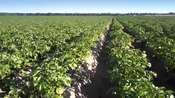 Ruch nad zielonymi grubymi krzewami ziemniaka rzędy wśród pól — Wideo stockowe