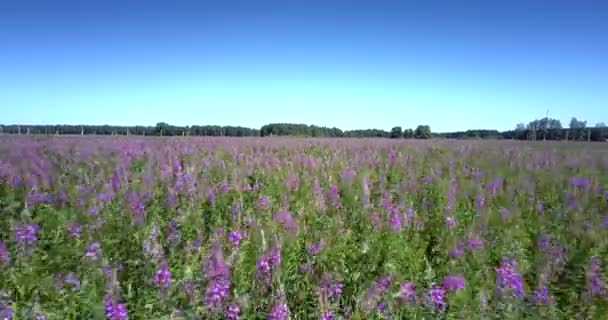 Campo violeta sem limites com belas flores florescendo — Vídeo de Stock