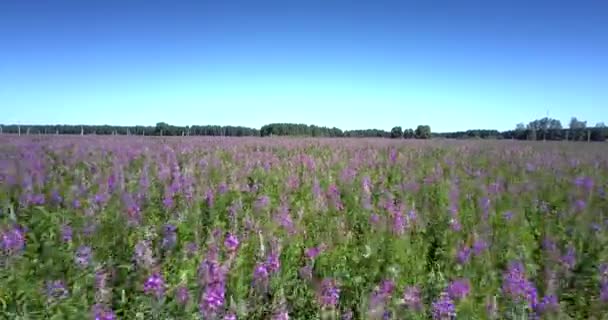 Flycam films violet champ épais poussant contre la forêt verte — Video