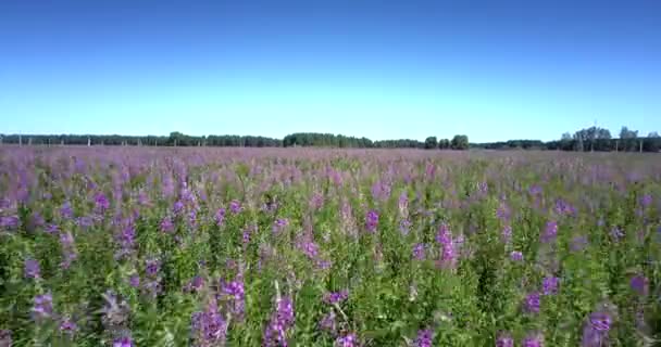 Flor violeta flores cobrindo campo comercial ilimitado — Vídeo de Stock