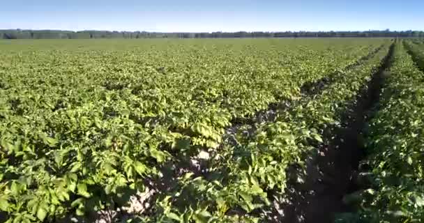 Arbustes de pommes de terre poussent en longues rangées étroites couvrant grand vert — Video