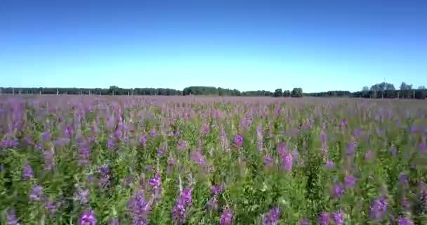 Mouvement sur champ de fleurs violet illimité plein de fleurs — Video