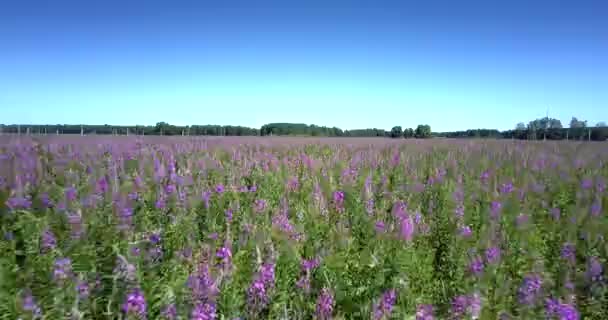 Flycam filmes bonito violeta florescendo campo comercial — Vídeo de Stock