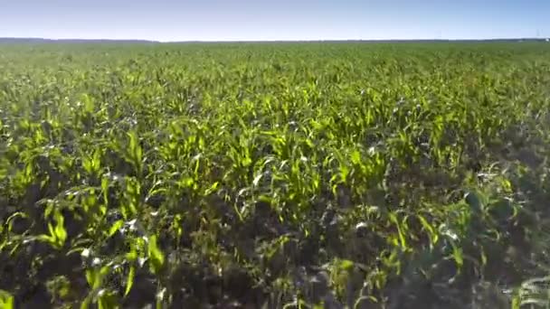 Green corn grows on beautiful wide field and grey dry soil — Stock Video