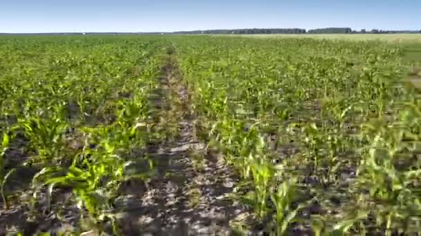 Bright green corn leaves grow on boundless field aerial view — Stock Video