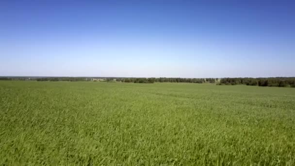 Campo ilimitado con hierba verde y cielo azul brillante — Vídeos de Stock