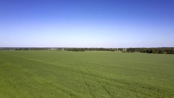 Широкий ліс і зелене нескінченне поле під ясним блакитним небом — стокове відео