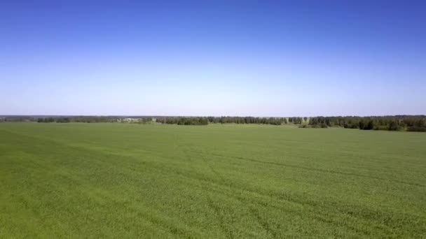 Vaste forêt et champ vert sans fin sous un ciel bleu clair — Video