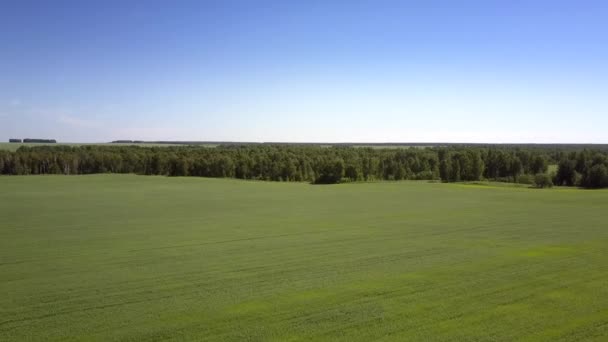 Campo verde de tirar o fôlego perto de pequena floresta sob céu azul — Vídeo de Stock