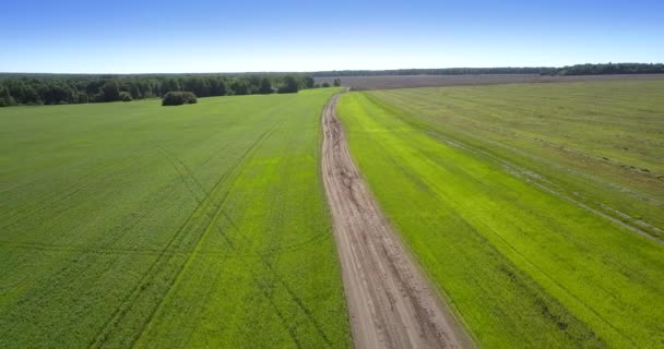 Longue route étroite entre des champs verts sans limites — Video