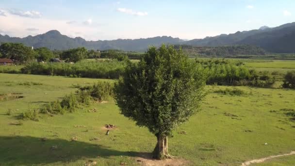Дерево с пышной листвой среди лугов на фоне неба — стоковое видео