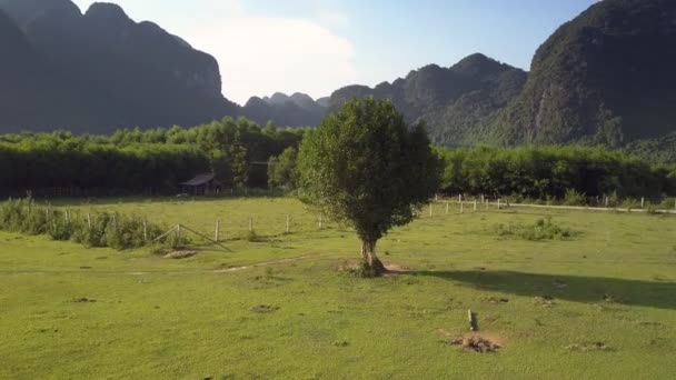 Дерево растет на поле по ферме и дороге против неба верхний вид — стоковое видео
