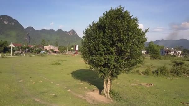 Повітряний рух навколо дерева на лузі біля маленького містечка — стокове відео