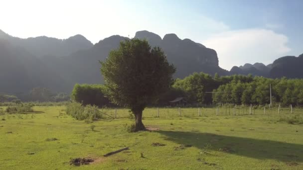 Дерево с листвой возле фермы с видом на горы — стоковое видео