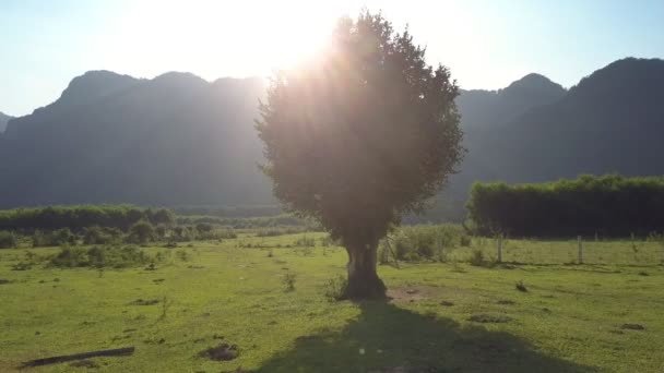 Arbre sur prairie contre montagnes à la lumière du soleil vue aérienne — Video