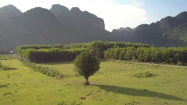 Movimiento aéreo sobre el pasto y la casa en la arboleda verde — Vídeo de stock