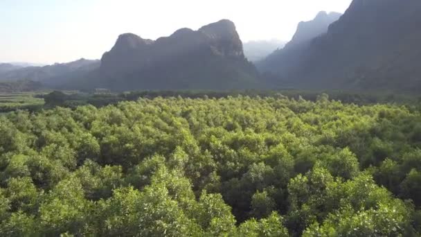 Luftflug über Bäumen im Tal gegen Berge — Stockvideo
