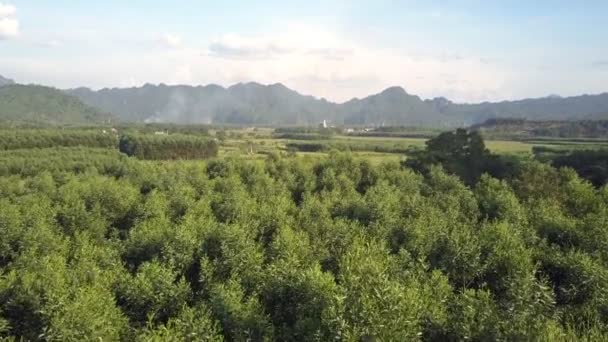 Bosque profundo en grandes campos contra las montañas vista aérea — Vídeo de stock