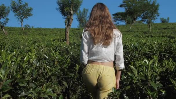 Slanke vrouw loopt langs thee bush plantage slow motion — Stockvideo
