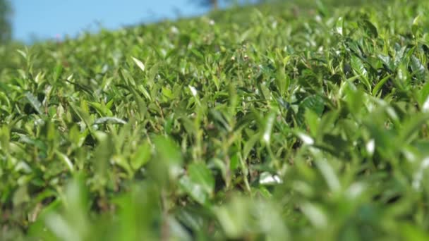 Brillante arbusto de té verde hojas cerrar vista cámara lenta — Vídeos de Stock
