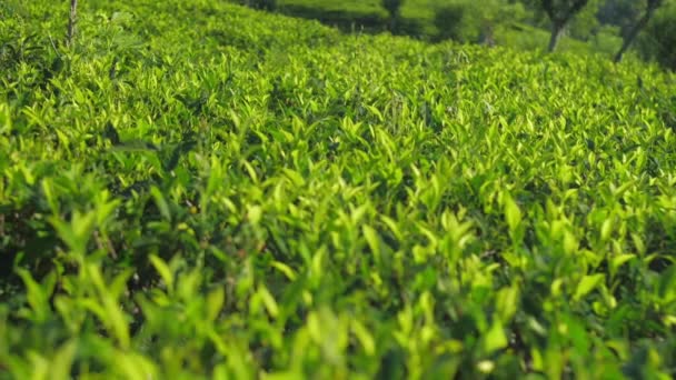 Folhas de arbusto de chá na plantação montanhosa perto vista câmera lenta — Vídeo de Stock