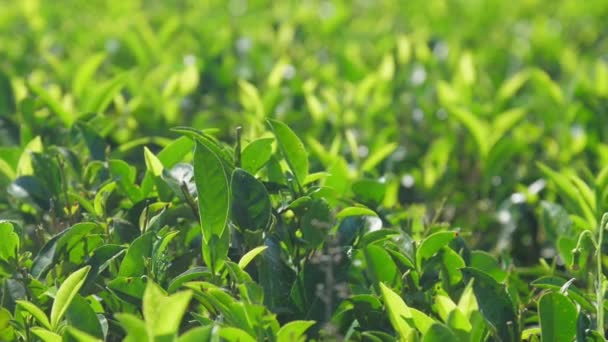 Ramos de chá exuberantes com folhas extrema closeup câmera lenta — Vídeo de Stock