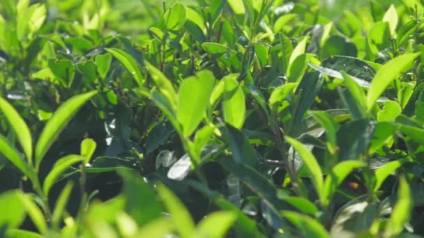 Θάμνοι τσαγιού με πλούσια μικρά φύλλα σε καλλιεργήσιμη γη closeup — Αρχείο Βίντεο