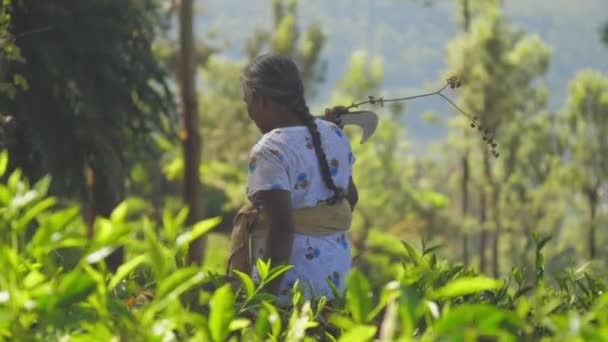 Oude dame met machete loopt langs zonnig hout slow motion — Stockvideo