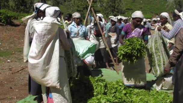 Pekerja pak daun teh hijau ke dalam tas besar lambat — Stok Video