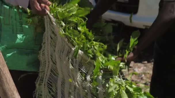 Plantation workers fill large bag with green tea leaves — 비디오