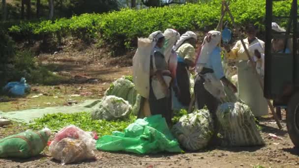 Dames en vêtements traditionnels remplissent remorque avec des feuilles sacs — Video