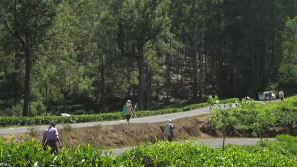 Orang-orang berjalan di sepanjang jalan memegang tas dengan daun teh segar — Stok Video