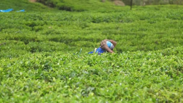 Vrouw in traditionele dressing wandelingen langs groene plantage — Stockvideo