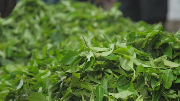 Свежий зеленый чай листья падают на большую кучу из синих мешков — стоковое видео