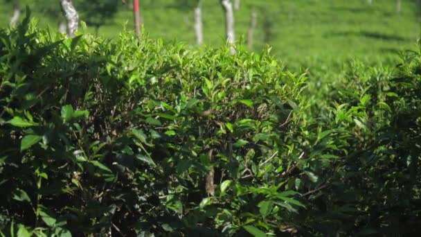 Пышные чайные кусты на плантации при ярком солнечном свете замедленного движения — стоковое видео