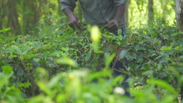 les mains de l'homme local ramassent des feuilles vertes debout dans la forêt 